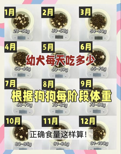幼犬狗粮五个月喂多少合适