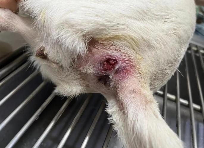 狗狗会得痔疮吗