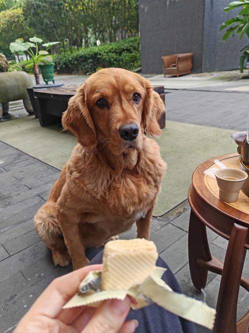 狗狗吃了鱿鱼丝多久会死