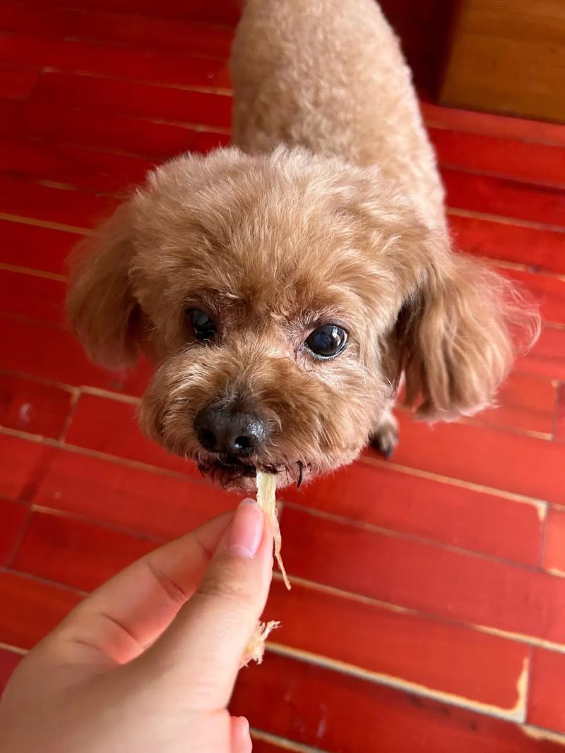 小狗可以吃鱿鱼丝么