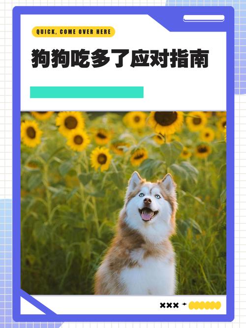 小狗吃多了怎么办小狗吃多了的处理方法