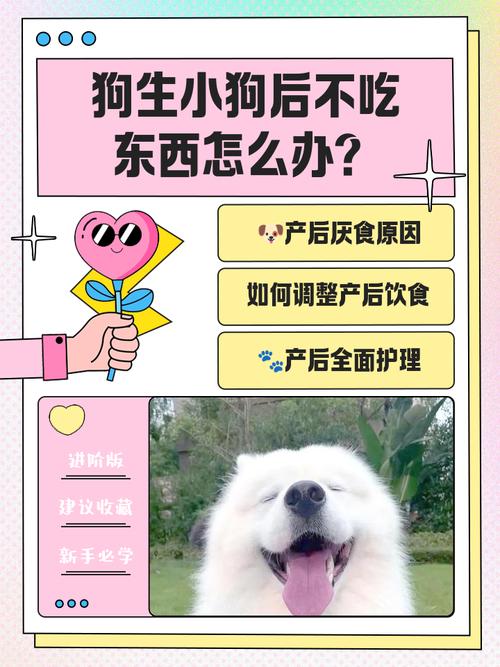 小奶狗吃撑了怎么办?