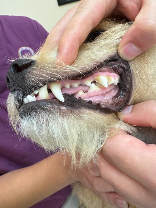 狗狗掉牙是老了吗?还能活多久?