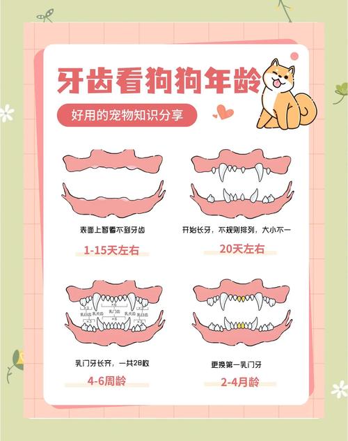 请问如果狗狗在5岁时掉牙正常吗?