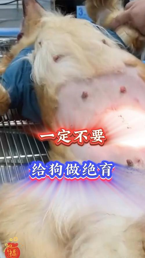 狗绝育的坏处