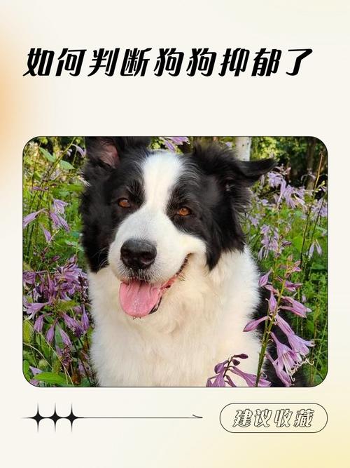 什么?!我的狗狗这样竟然是得了忧郁症?!别慌,宠物医生在线教你狗狗得了...