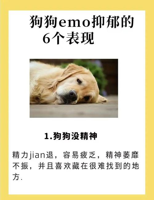 狗狗得了抑郁症怎么办