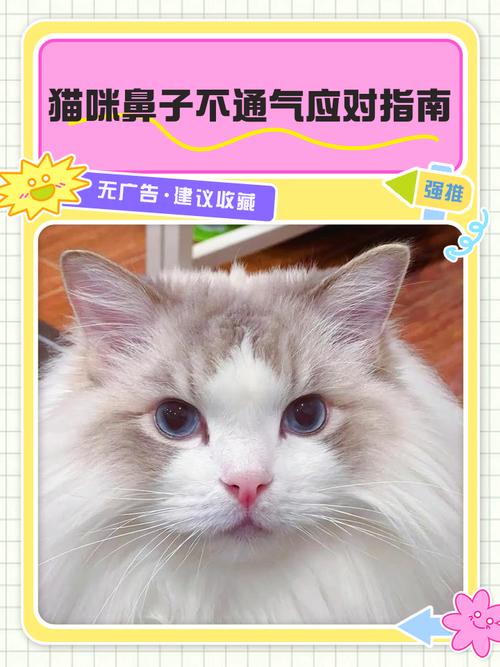 猫咪鼻子不通气怎么办