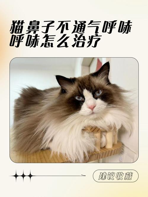 小猫鼻子不通气呼哧呼哧的怎么回事