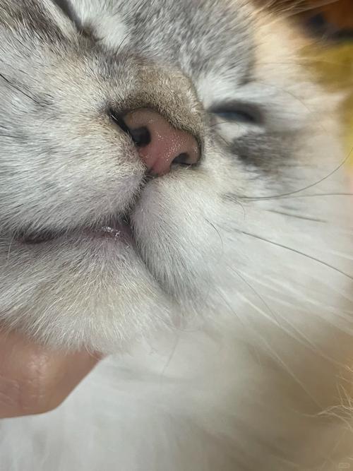 猫咪鼻子不通气像鼻塞