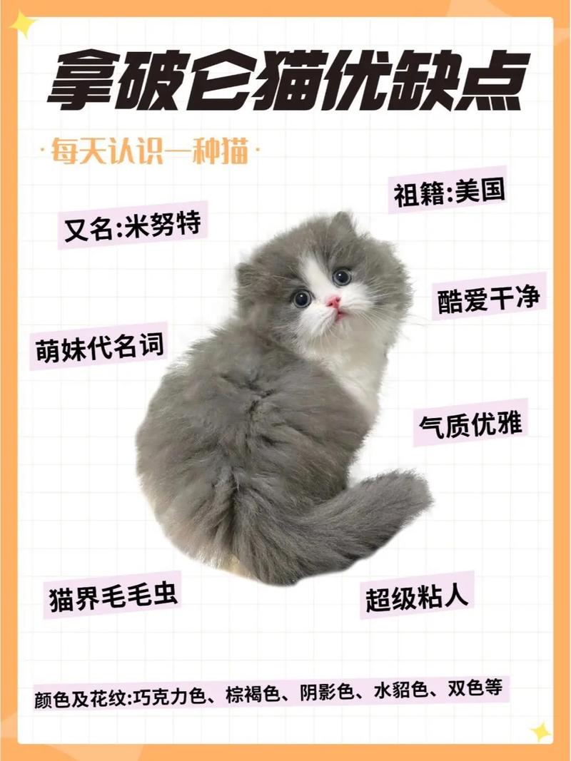 如何让猫猫更加喜欢你