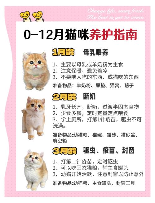 12种方法表达感情,让猫更爱你