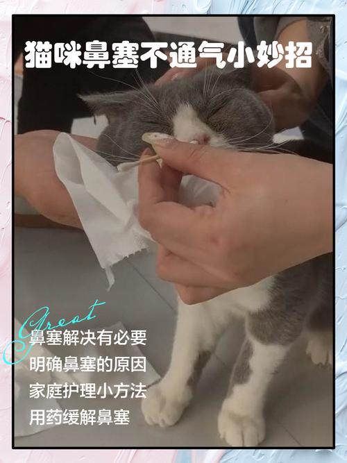 猫咪呼吸声很重好像鼻塞怎么办?