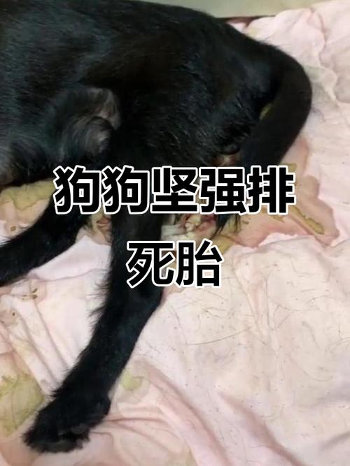狗狗胎死腹中多久排出