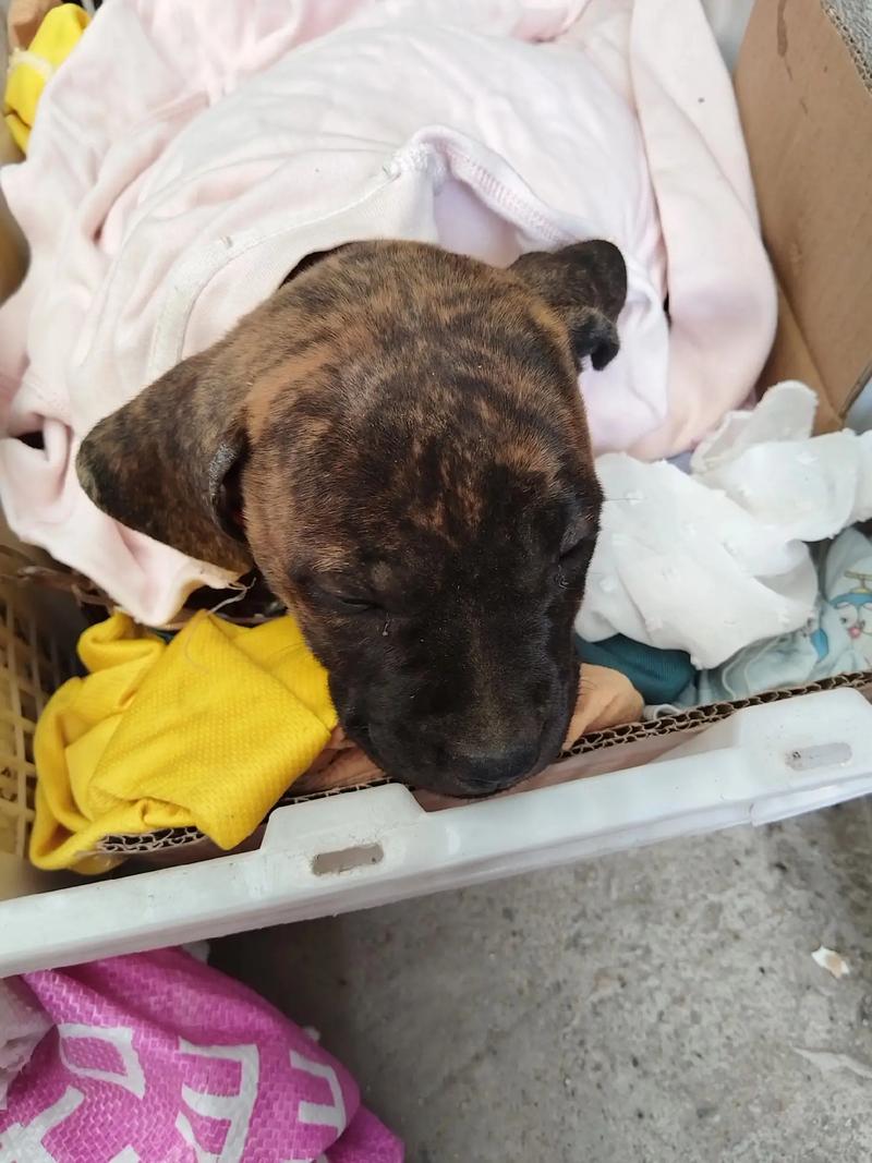 我家狗狗2个月,8月15号打了第一针疫苗,打针之前没有驱虫,现在想给它吃...