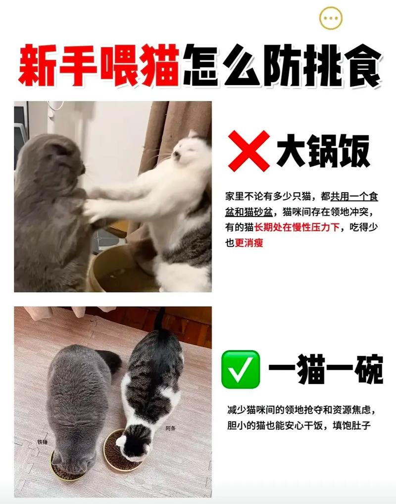 猫咪不怎么吃东西是什么原因?