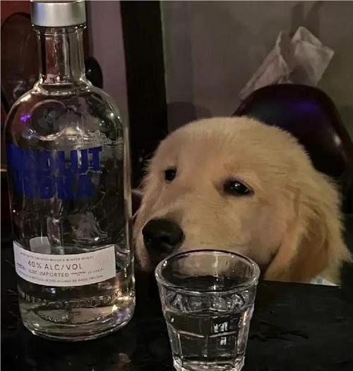 狗狗也会喝醉?E宠【能不能吃】提醒大家:千万别喂酒!
