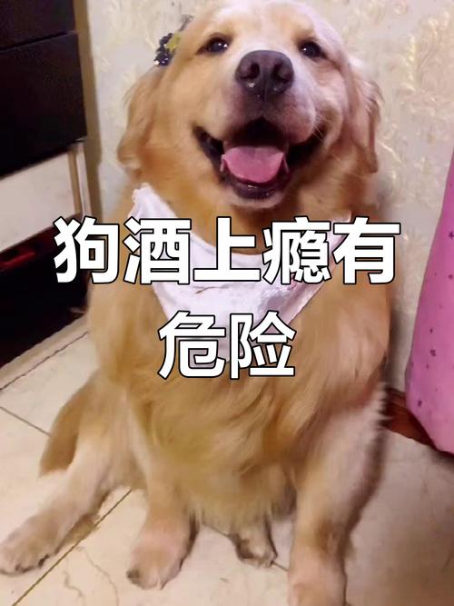 狗狗不小心喝了白酒有事吗