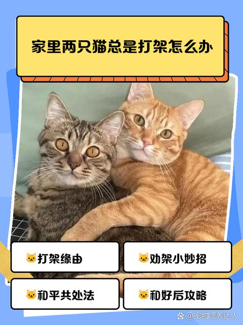如果家里的两只猫打架怎么办