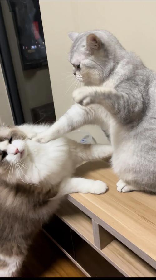 两只猫老是打架怎么办