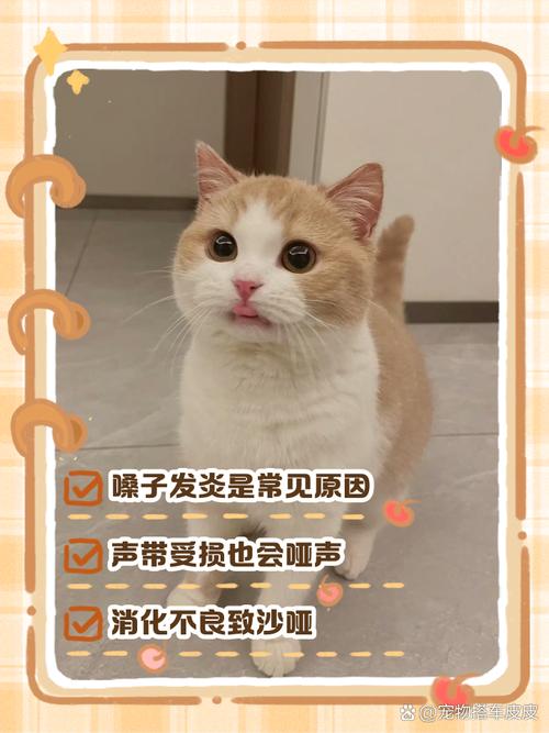 猫咪嗓子哑了叫不出声