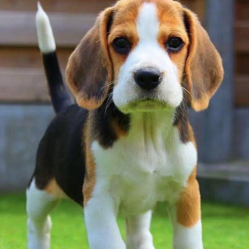 大耳朵狗有哪些品种?