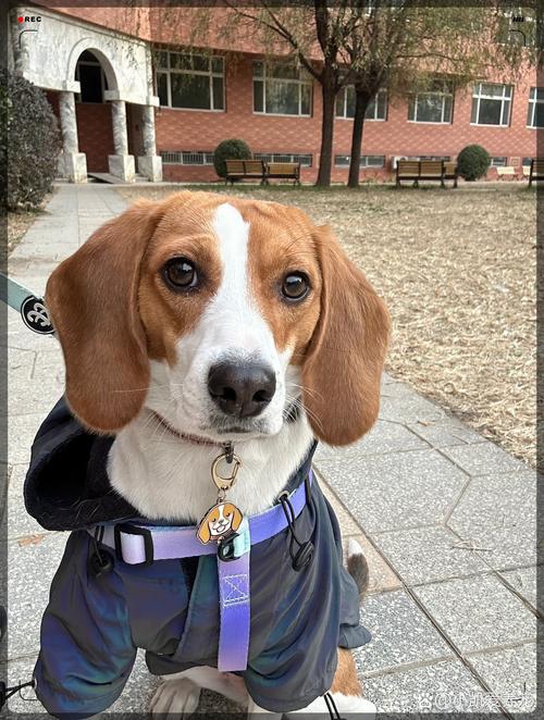 大耳朵的狗狗有哪些?