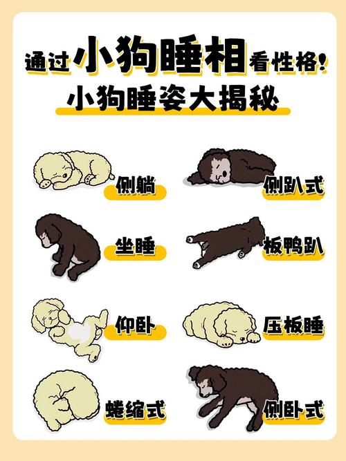 怎么让狗狗安静的睡觉,如何让狗狗安静的七大妙招