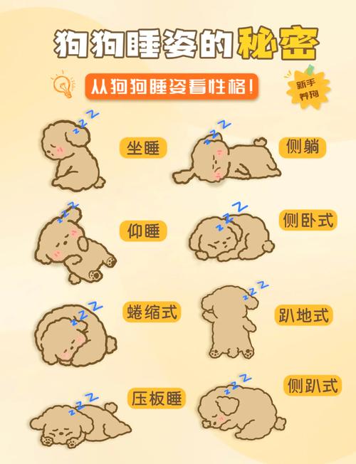 让狗狗快速睡觉的方法正确