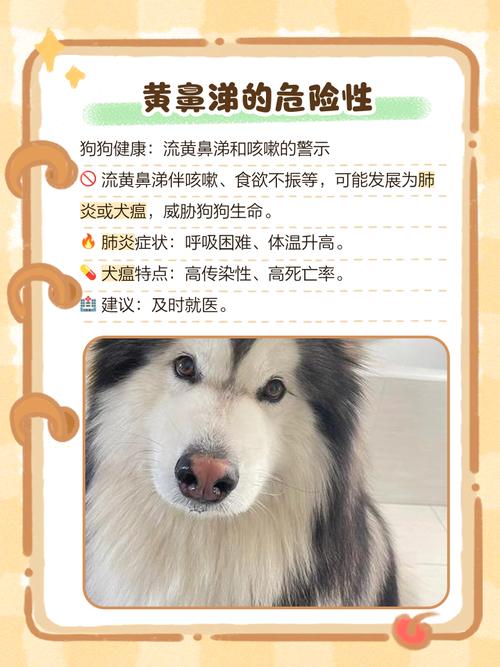 狗感冒流黄鼻涕能自己好嘛