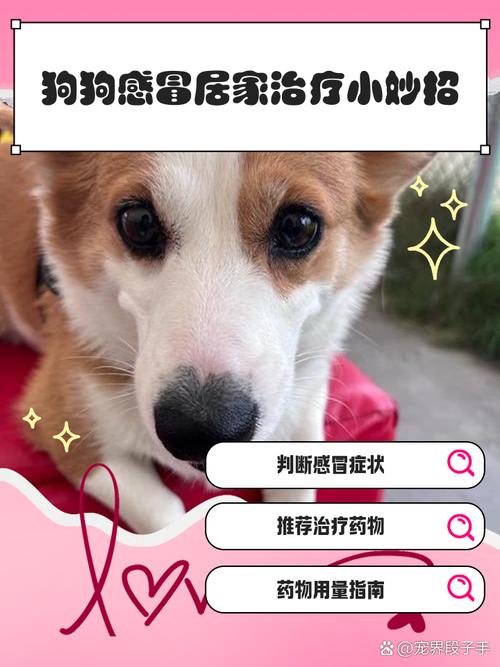 狗狗感冒了可以治愈吗
