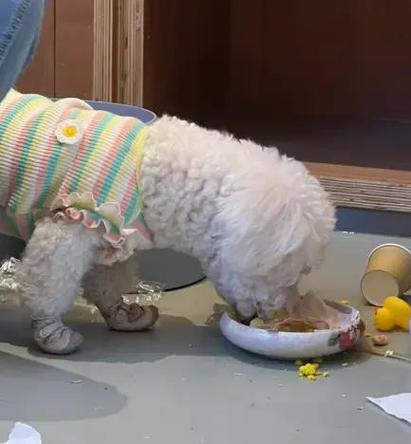 狗狗吃多了不消化怎么办?