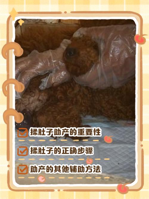 怎么给狗狗揉肚子才能助消化?