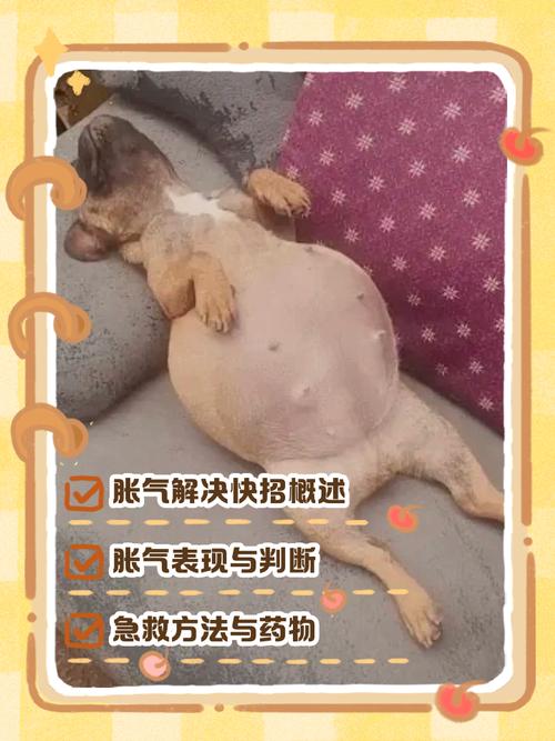 狗狗肠鸣可以揉肚子吗