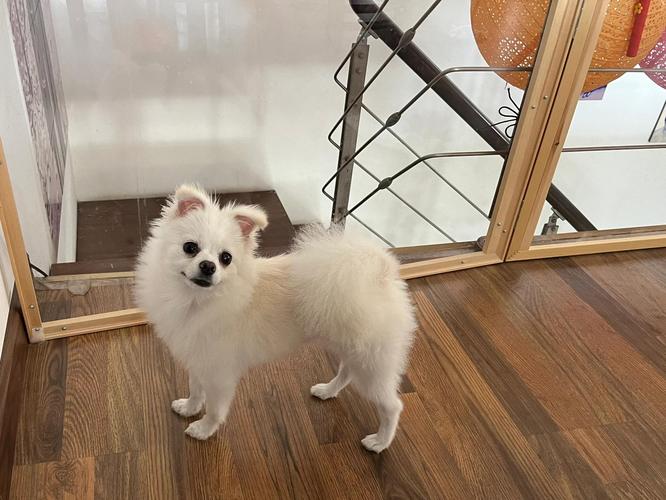 【急!】狗狗可以吃蛋炒饭吗?