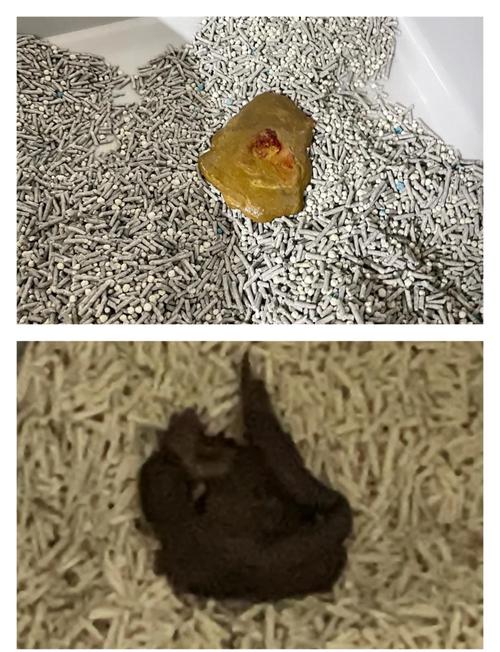 猫咪拉屎有血是什么原因?