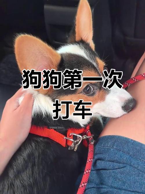 狗狗能坐出租车吗