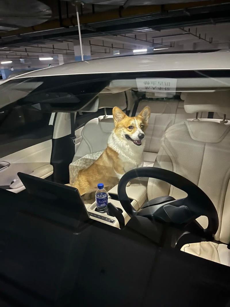 宠物能坐出租车吗,有什么条件要求