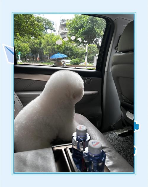 宠物狗可不可以坐出租车