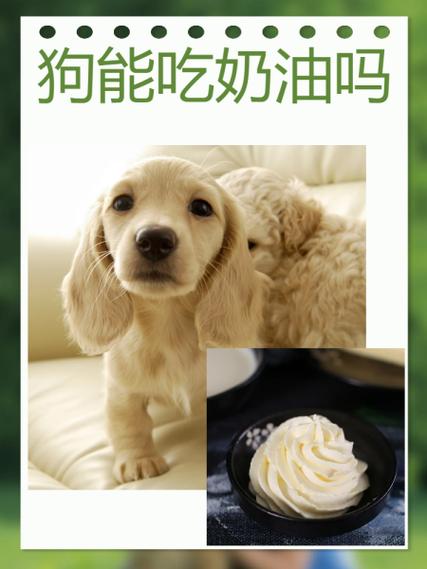 维维豆奶粉狗狗能喝吗