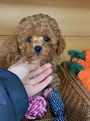 三个月金毛可以吃维维豆奶吗?