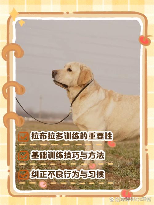 拉布拉多怎么训练才听话的