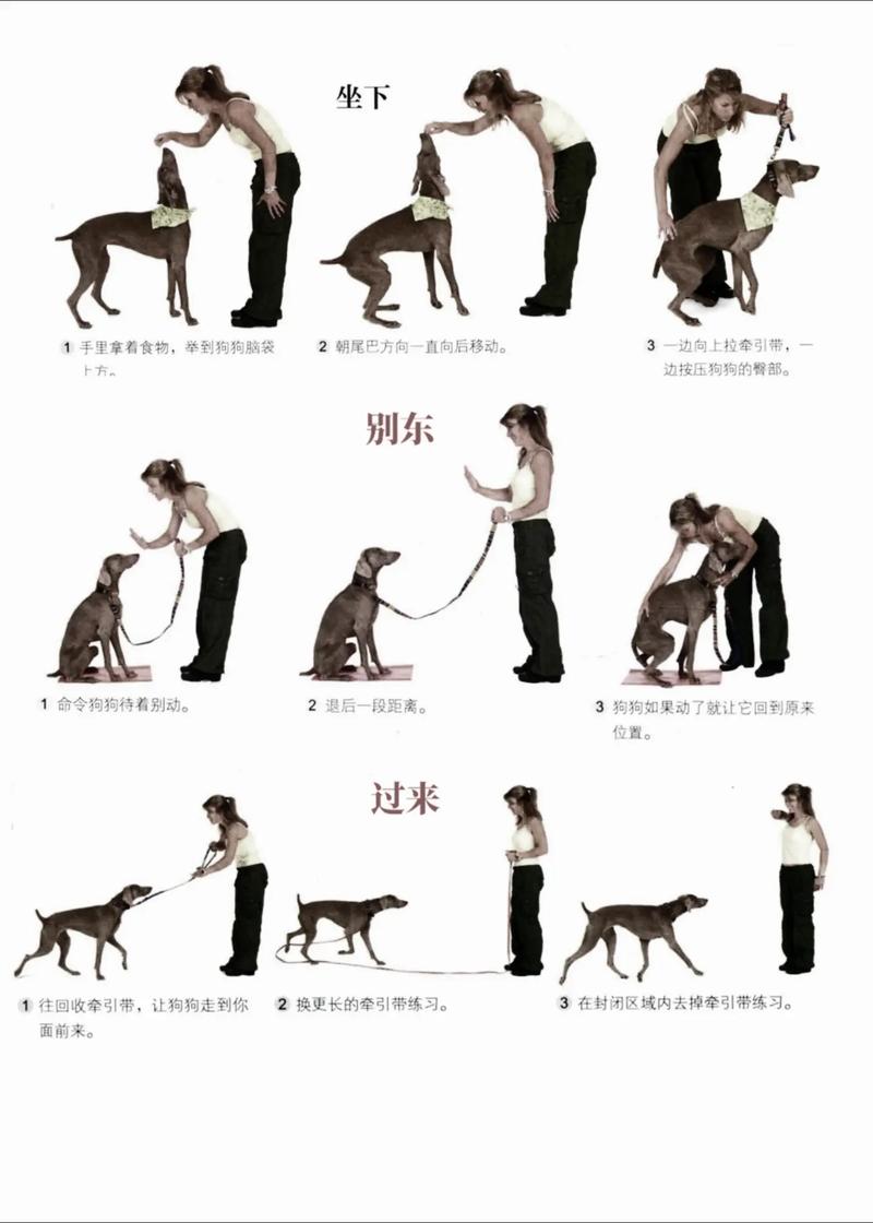 狗狗乱叫怎么办