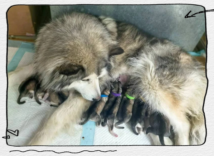 狗多大可以生小狗?