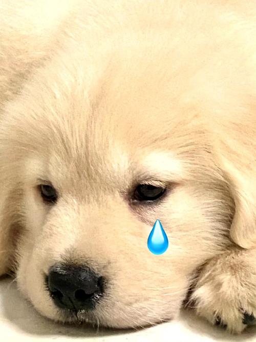 狗叫起来好像在哭一样,是怎么回事,是否在暗示什么?