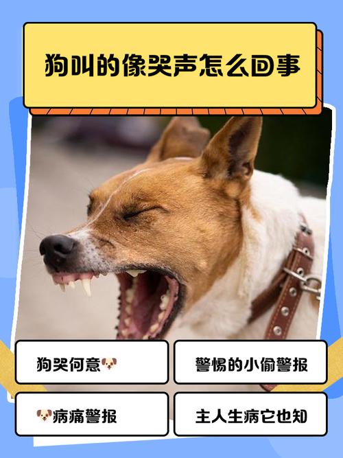 怎么判断小狗哭了