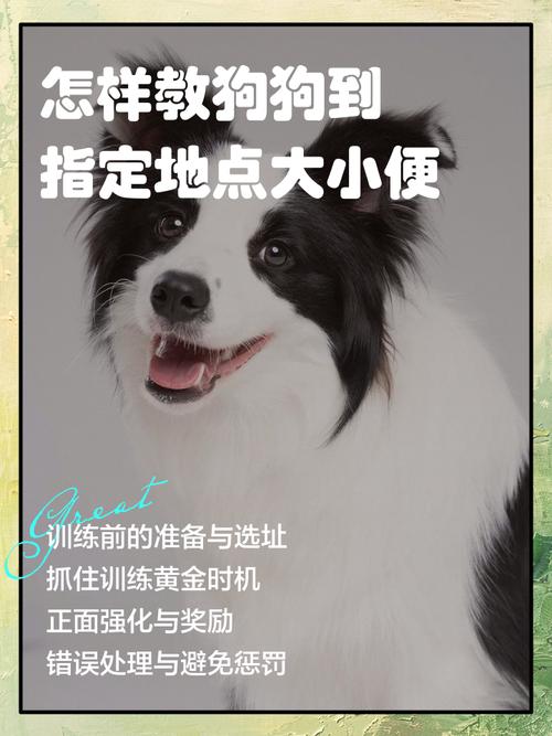 怎样训练狗狗在固定地方大小便