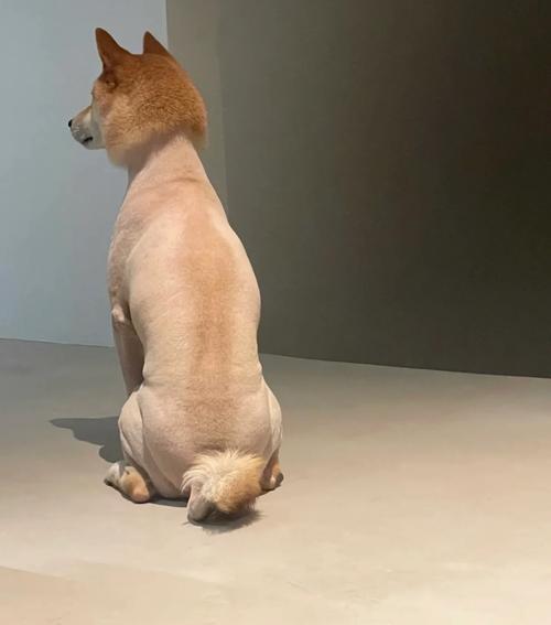 冬天给狗狗剃毛好吗