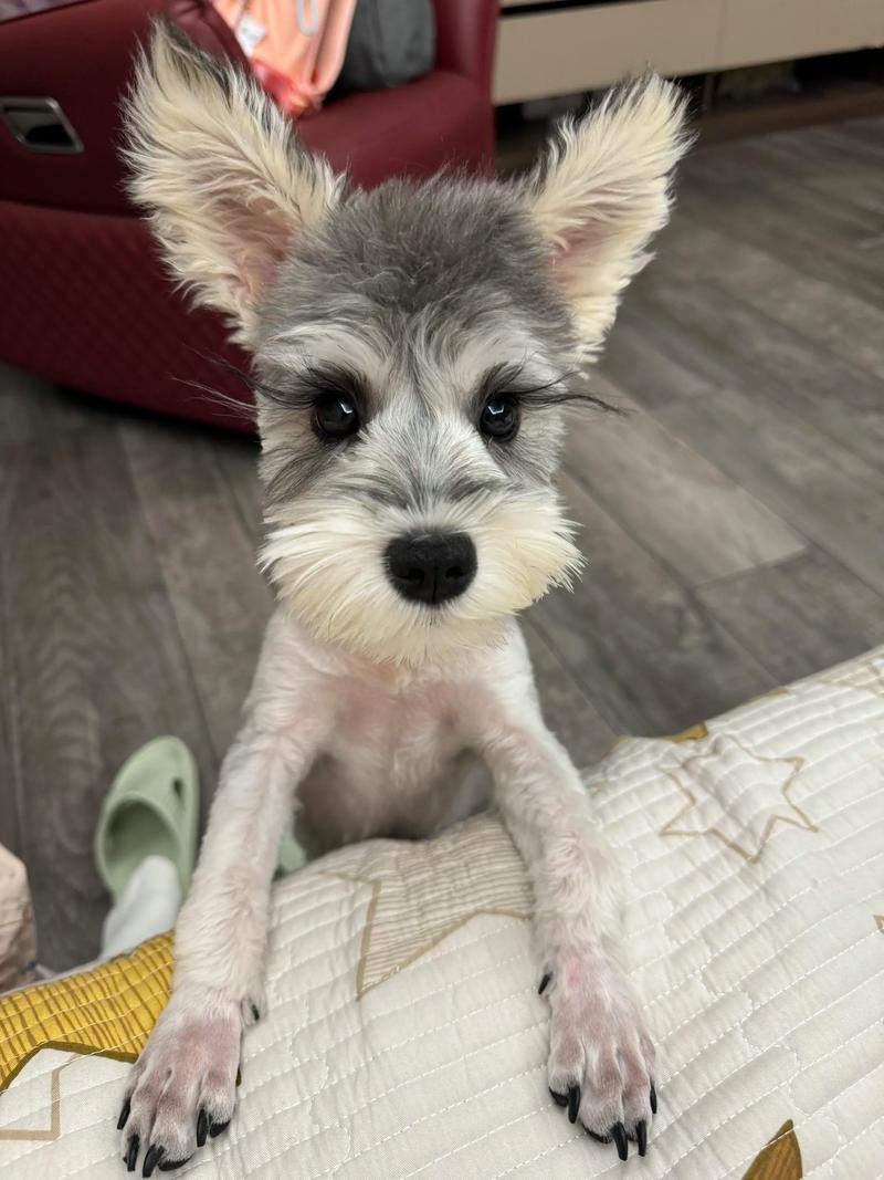 冬天给狗狗剃毛的优缺点有哪些?