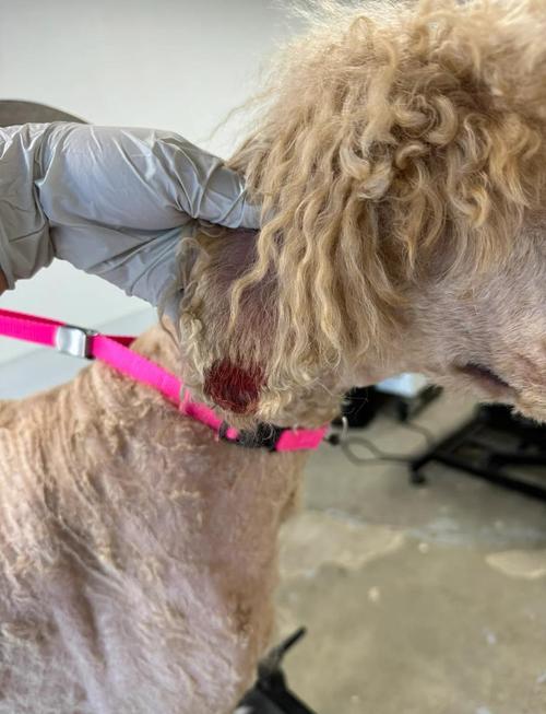 冬天给狗狗剃毛